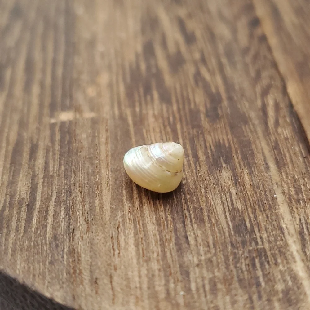 Mother of pearl delicate shell charm‎ bead